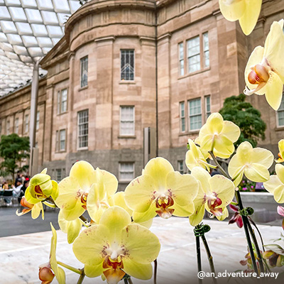 @an_adventure_away Orchids in Kogod Courtyard at SAAM and National Portrait Gallery 